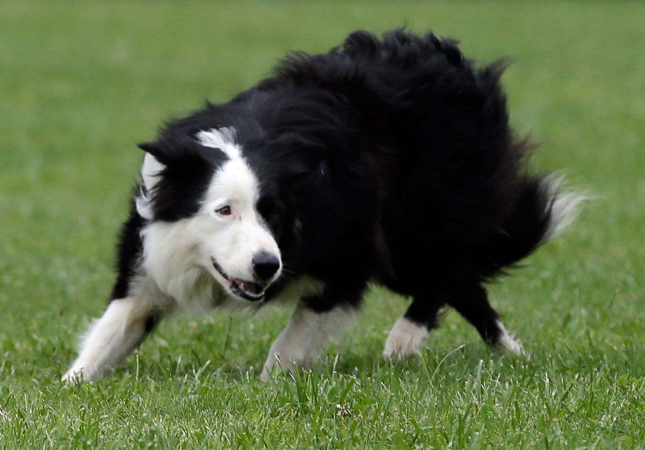 Border collie